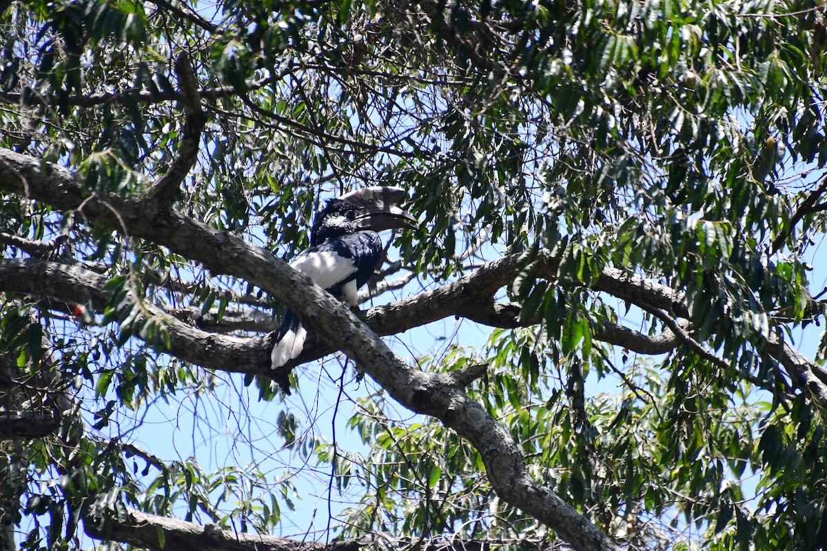 Black-and-white-casqued Hornbill - ML647703747