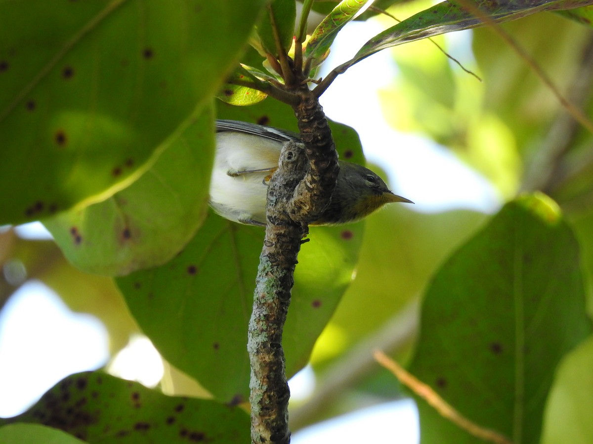 Northern Parula - ML647703766