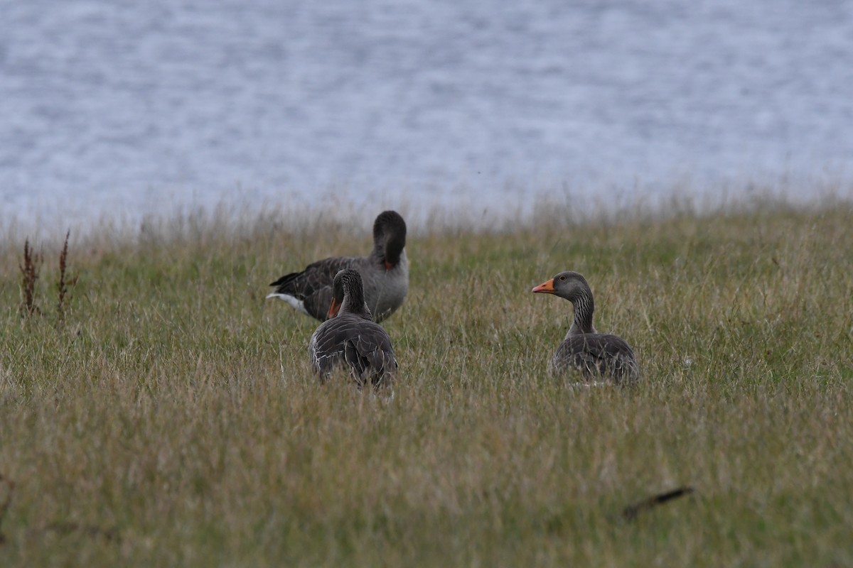 Oie cendrée (anser) - ML647703772