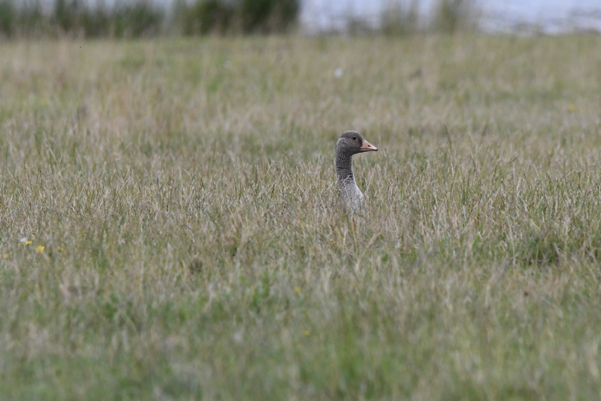 Oie cendrée (anser) - ML647703773