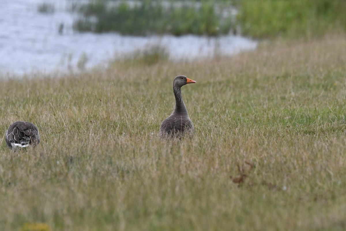 Oie cendrée (anser) - ML647703774