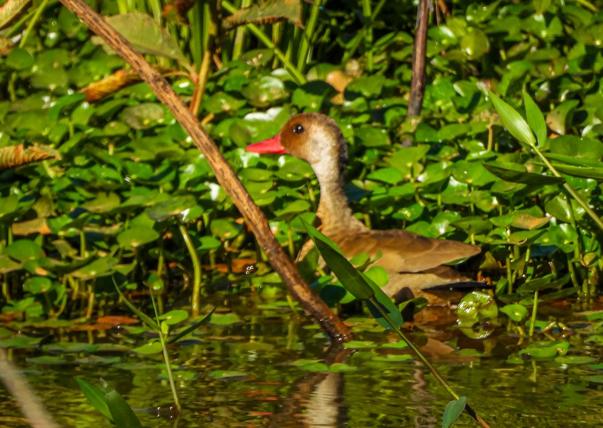 Brazilian Teal - ML647703792