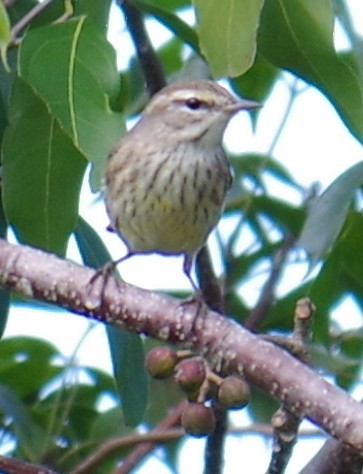 ヤシアメリカムシクイ - ML647703796