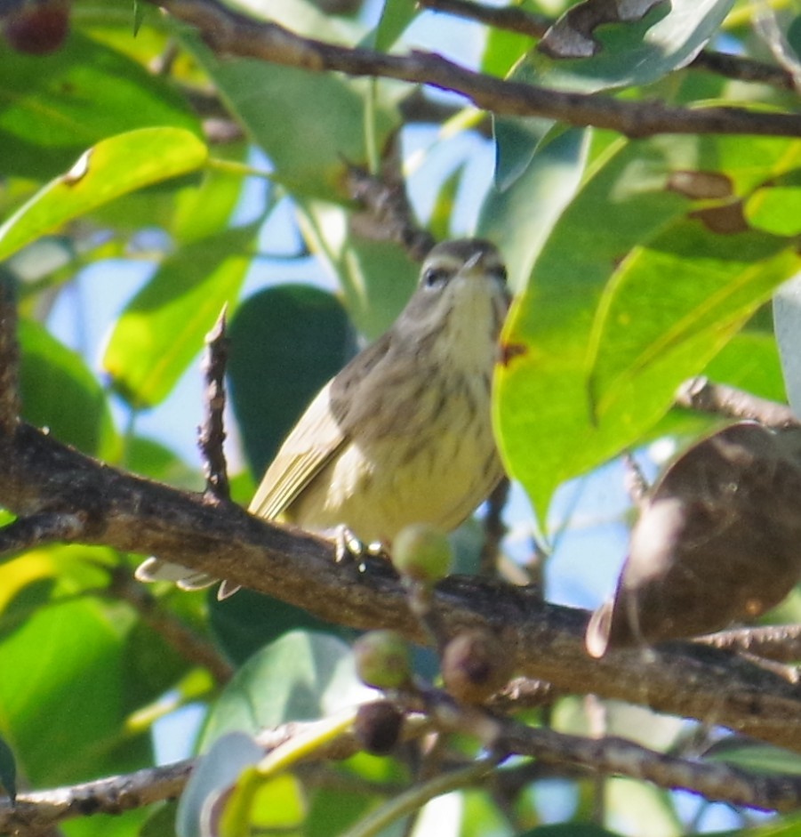 ヤシアメリカムシクイ - ML647703797