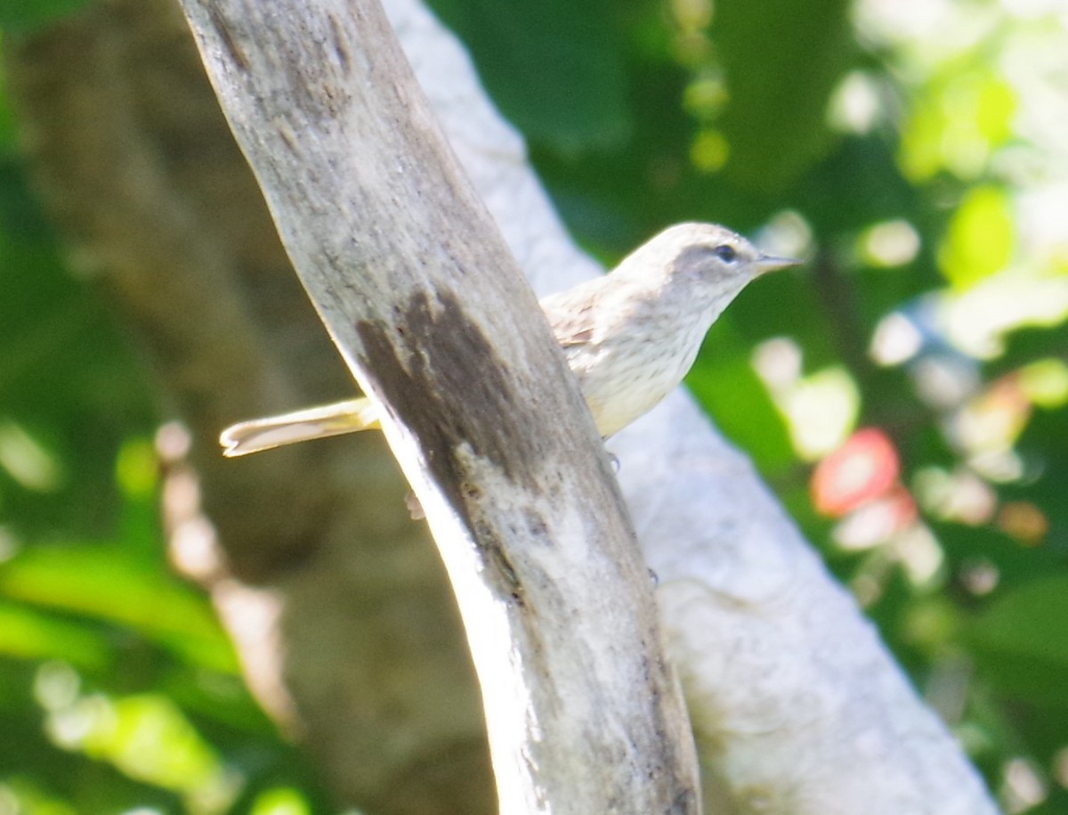 ヤシアメリカムシクイ - ML647703798