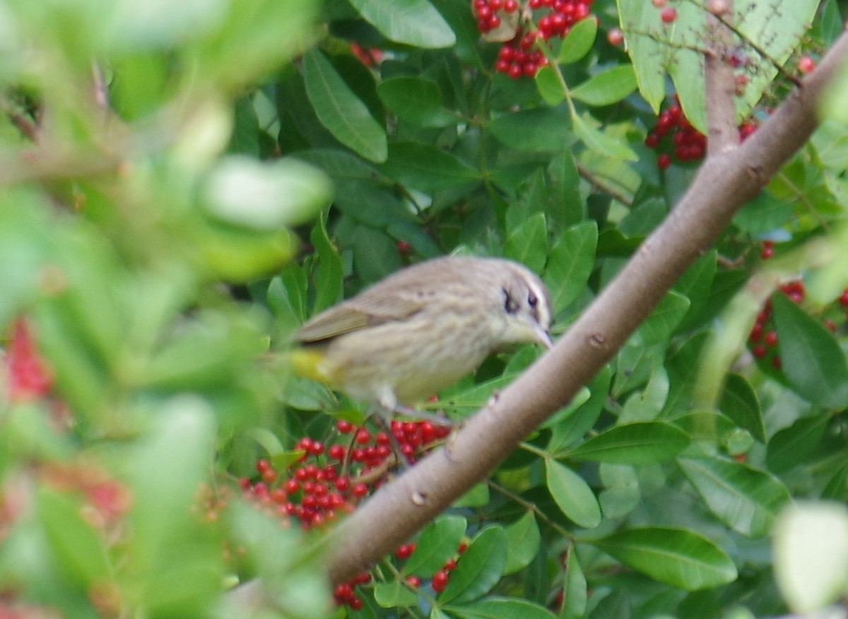 ヤシアメリカムシクイ - ML647703799