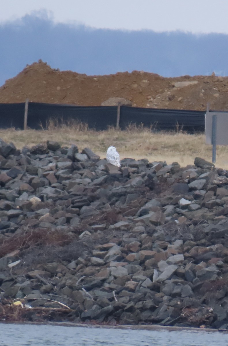 Snowy Owl - ML647703867