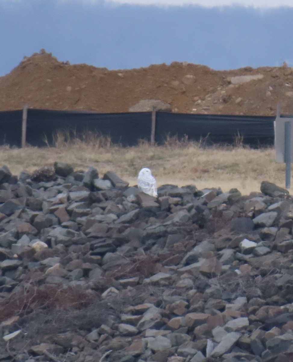 Snowy Owl - ML647703868