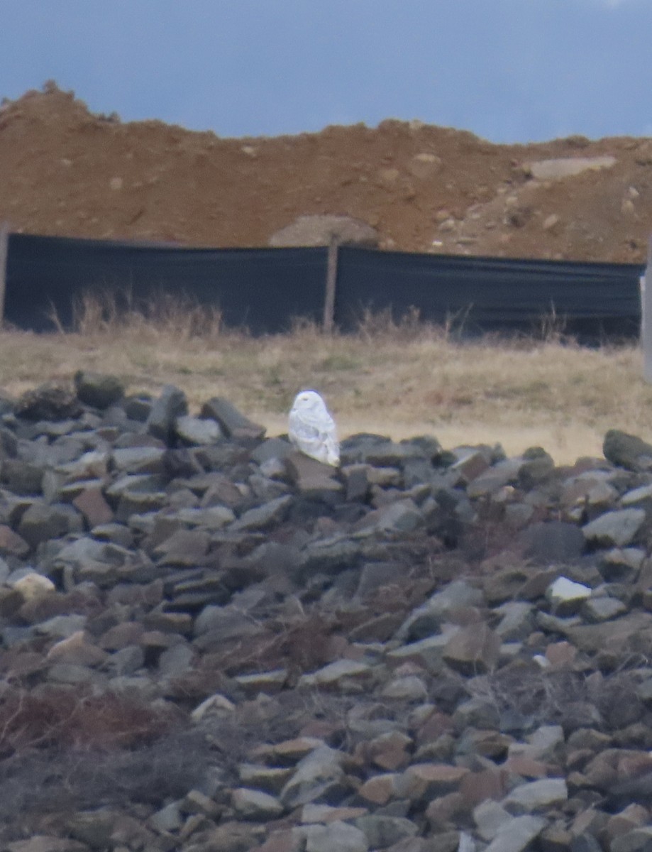 Snowy Owl - ML647703869