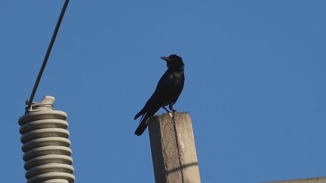 Ворона синалойська - ML647703880