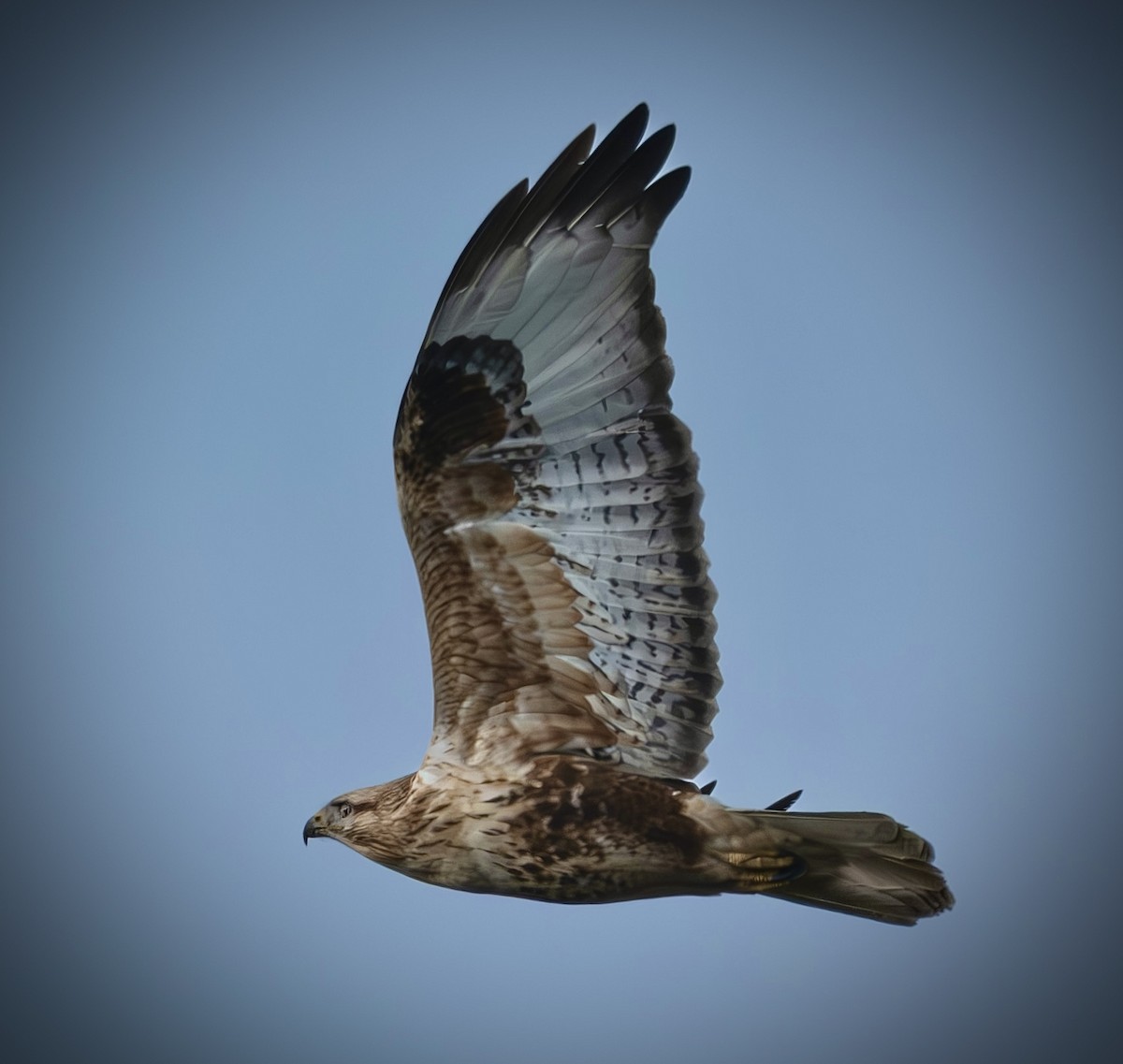 Long-legged Buzzard - ML647703899
