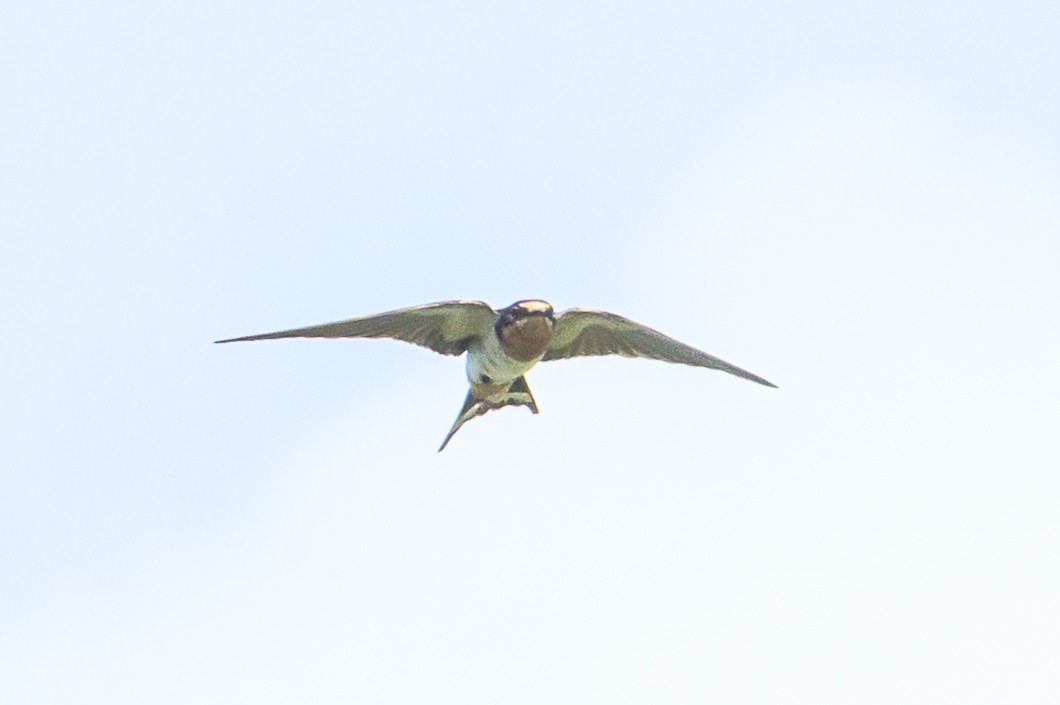 vlaštovka obecná - ML647703904