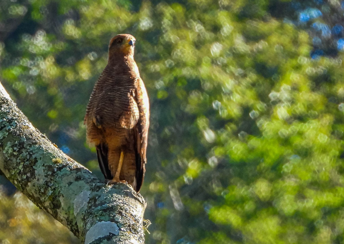 Busardo Sabanero - ML647703907