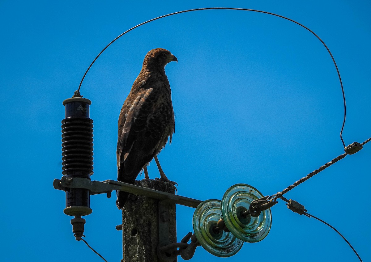 Busardo Sabanero - ML647703908