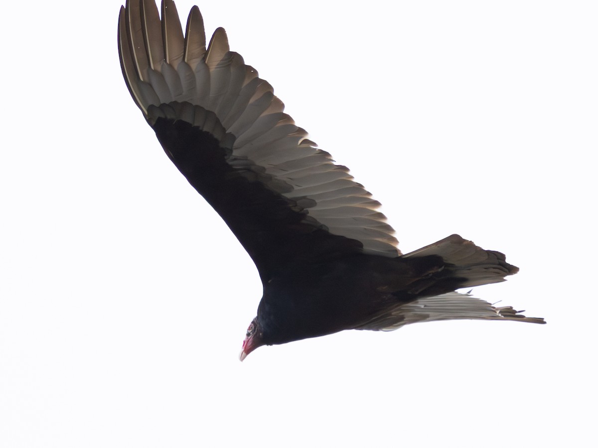 Turkey Vulture - ML647703910