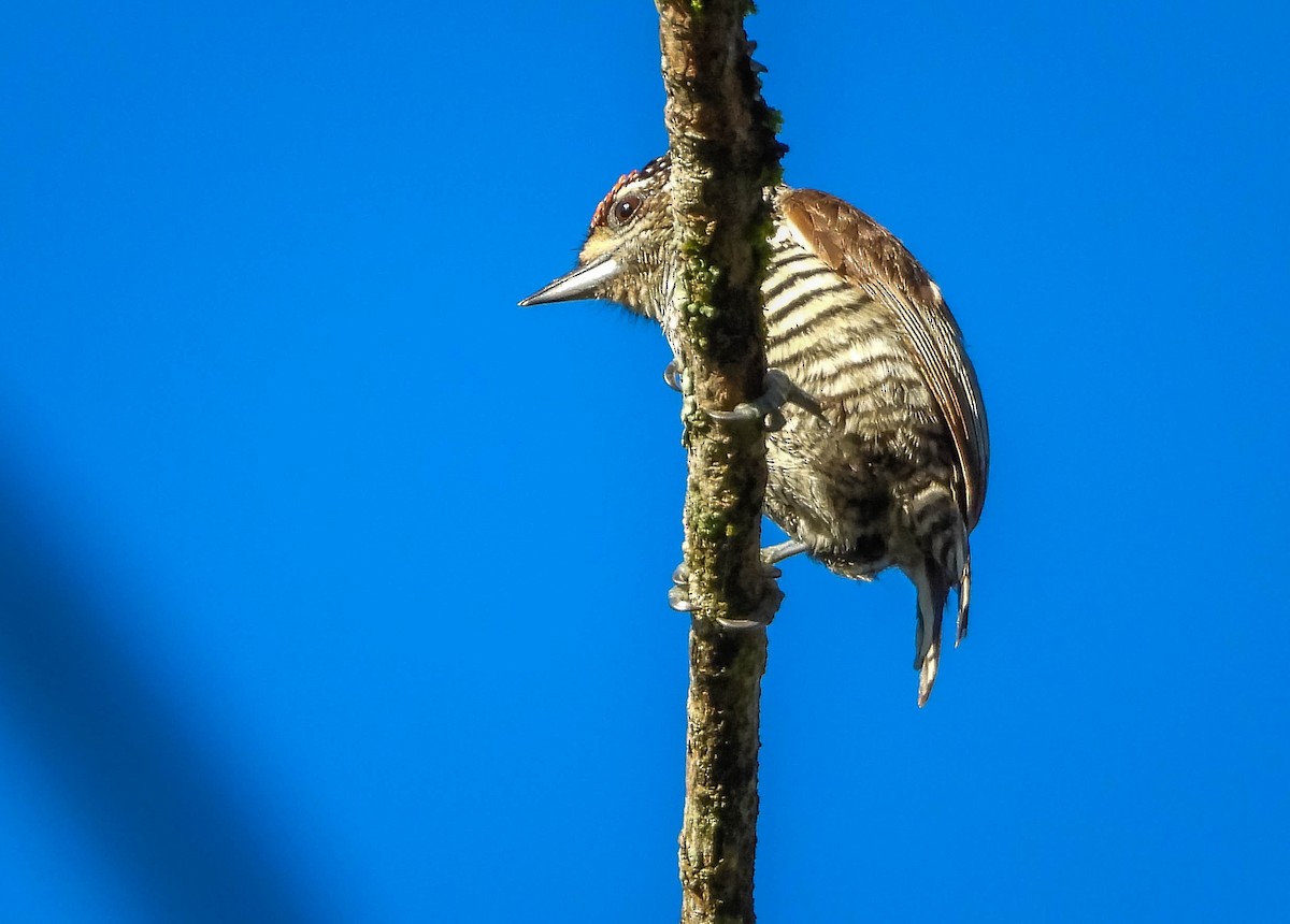 White-barred Piculet - ML647703917