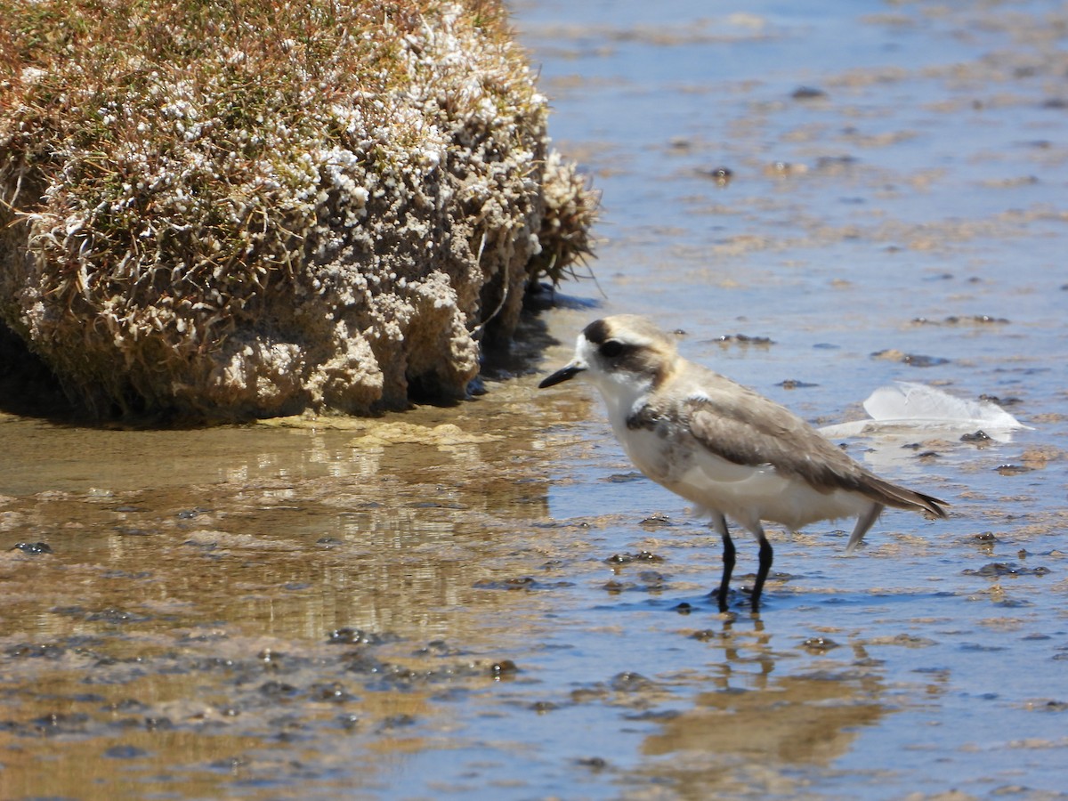 Пісочник степовий - ML647703923