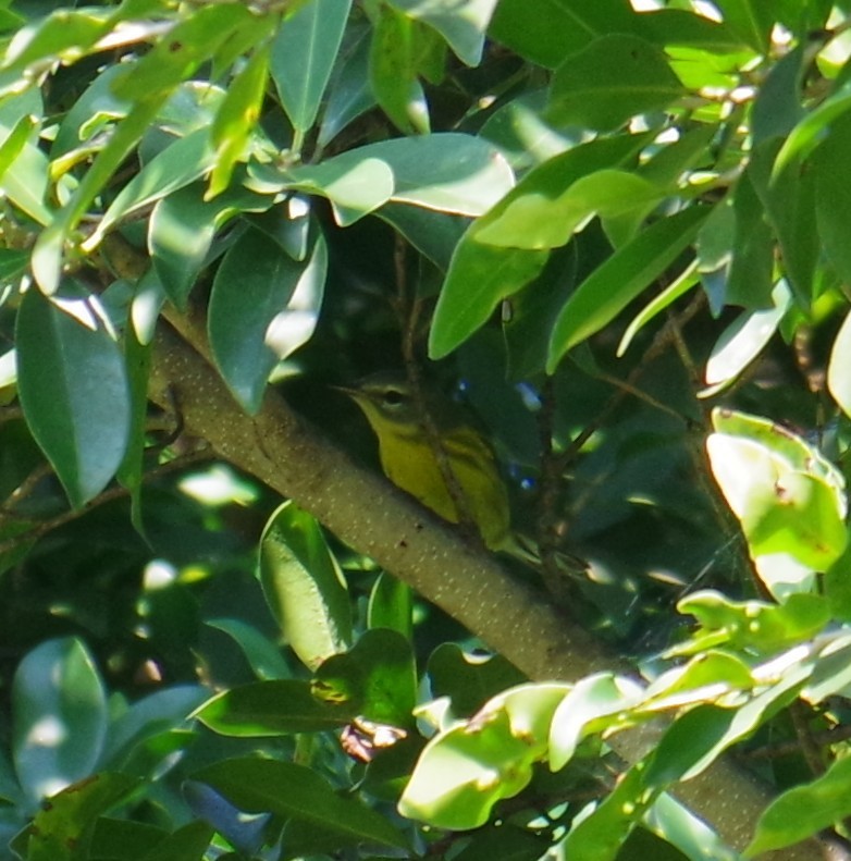 チャスジアメリカムシクイ - ML647703926