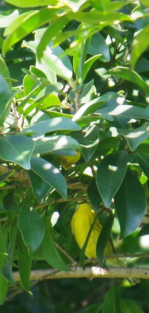 チャスジアメリカムシクイ - ML647703927