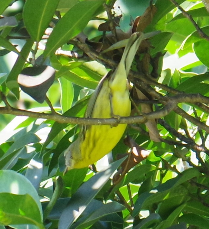 チャスジアメリカムシクイ - ML647703928