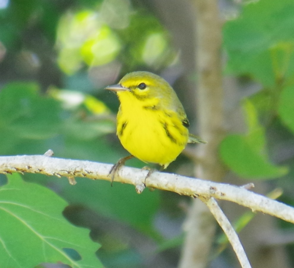 チャスジアメリカムシクイ - ML647703929