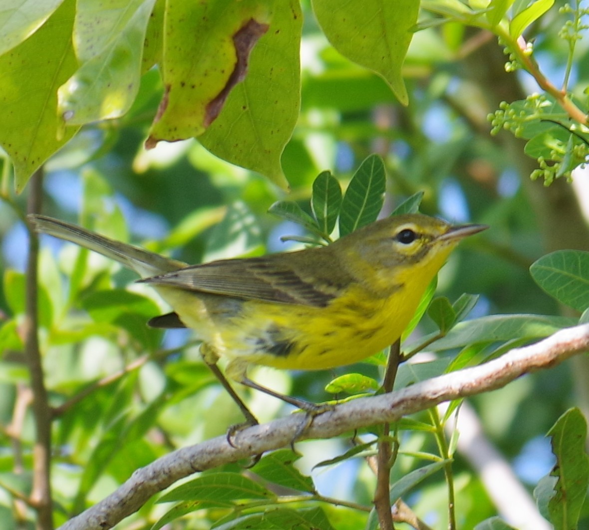 チャスジアメリカムシクイ - ML647703930