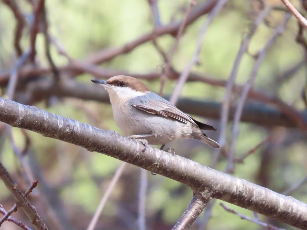Sittelle à tête brune - ML647703939