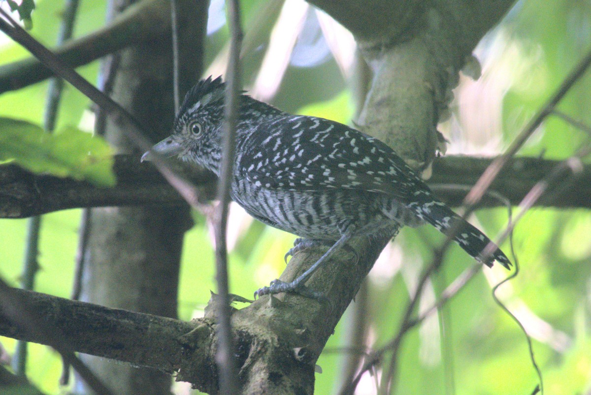 Barred Antshrike - ML647703940