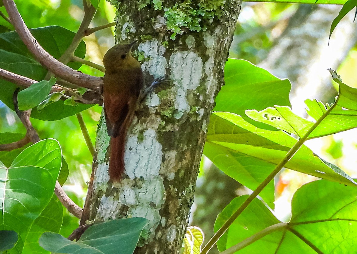Olivaceous Woodcreeper - ML647703955