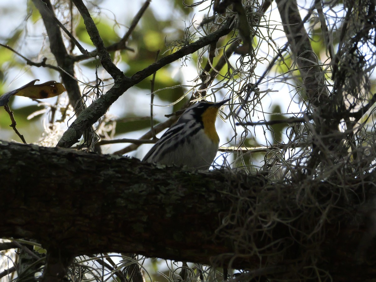 Goldkehl-Waldsänger - ML647703967