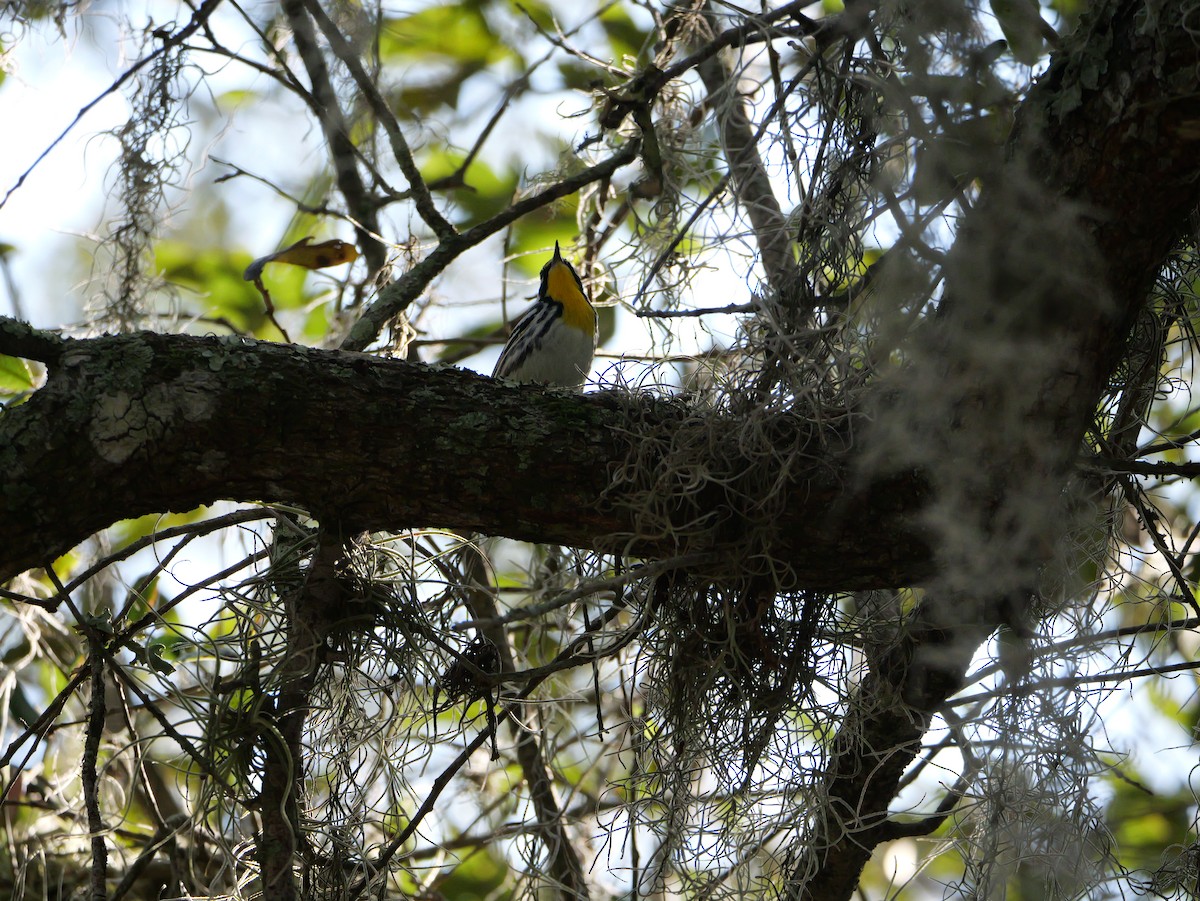 Goldkehl-Waldsänger - ML647703969