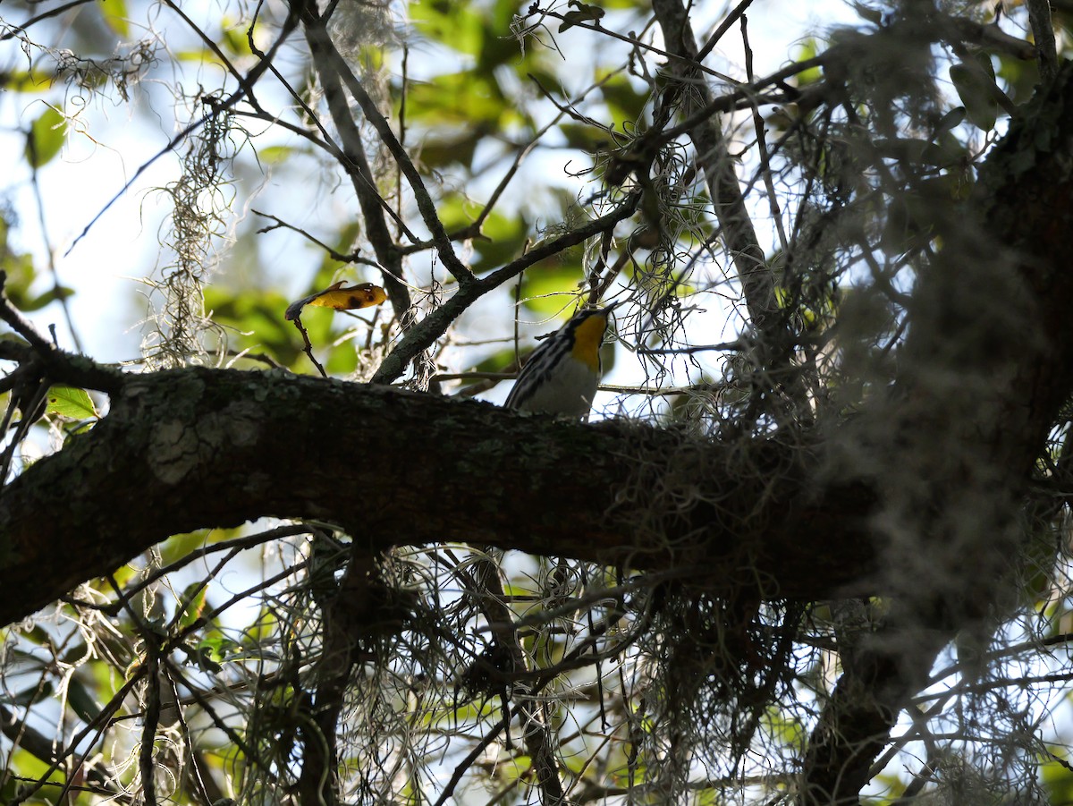 Goldkehl-Waldsänger - ML647703970