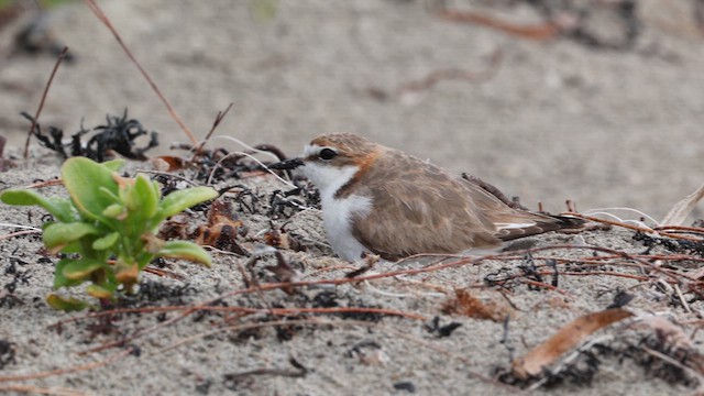 Пісочник рудоголовий - ML647703992