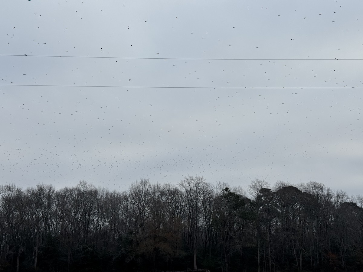 Common Grackle - ML647704010