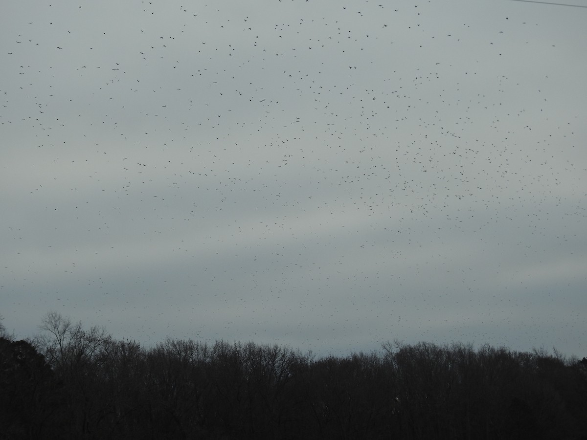 Common Grackle - ML647704011