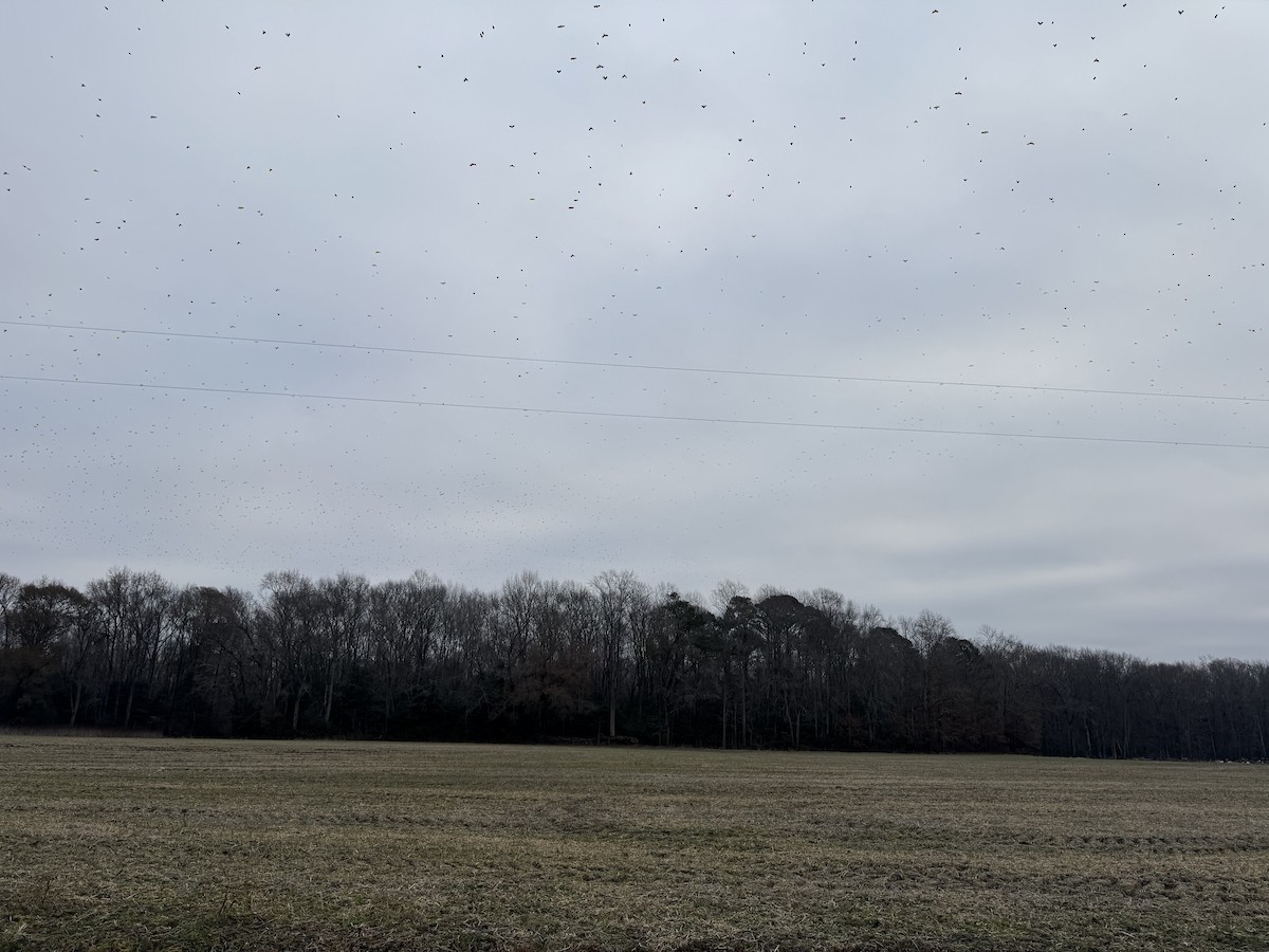 Common Grackle - ML647704012