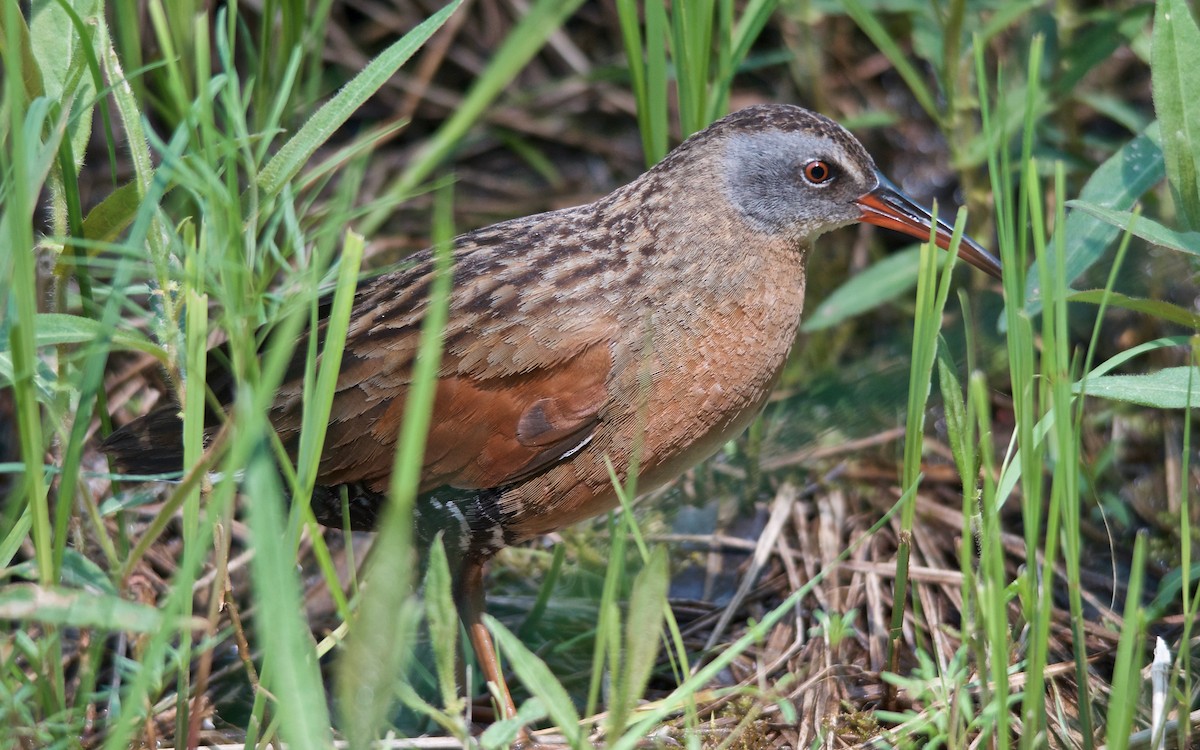 chřástal virginský - ML647704052