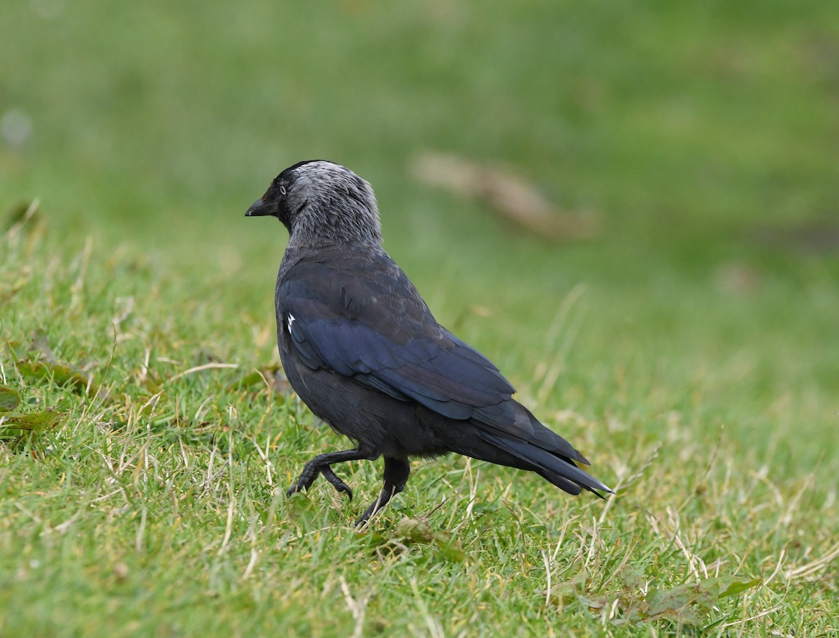 kavka obecná - ML647704053