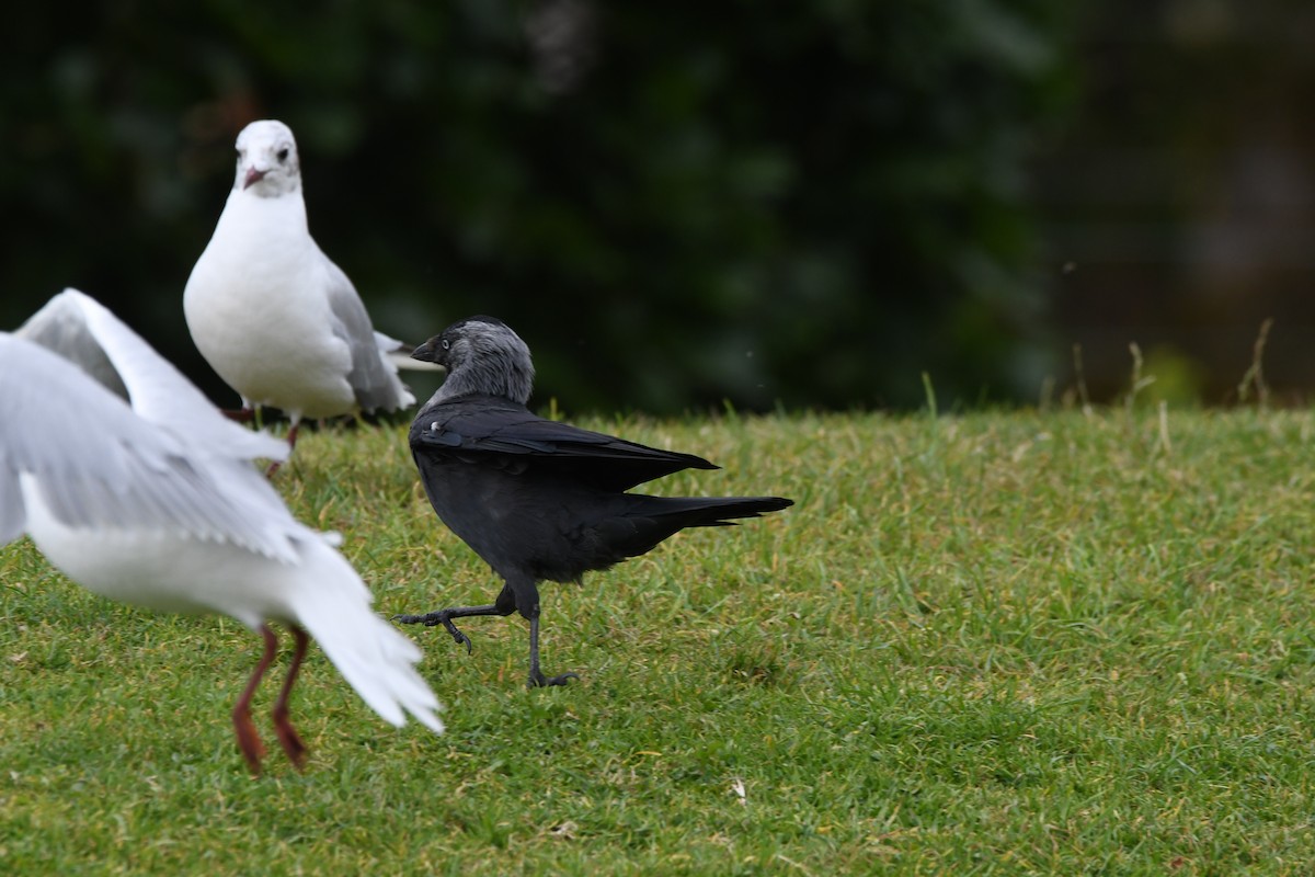 kavka obecná - ML647704054