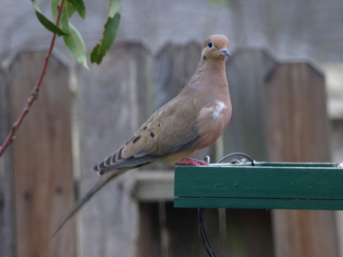 hrdlička karolínská - ML647704062