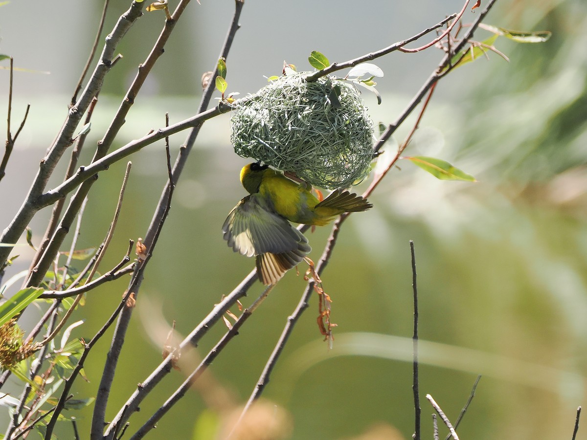 snovač jihoafrický - ML647704063