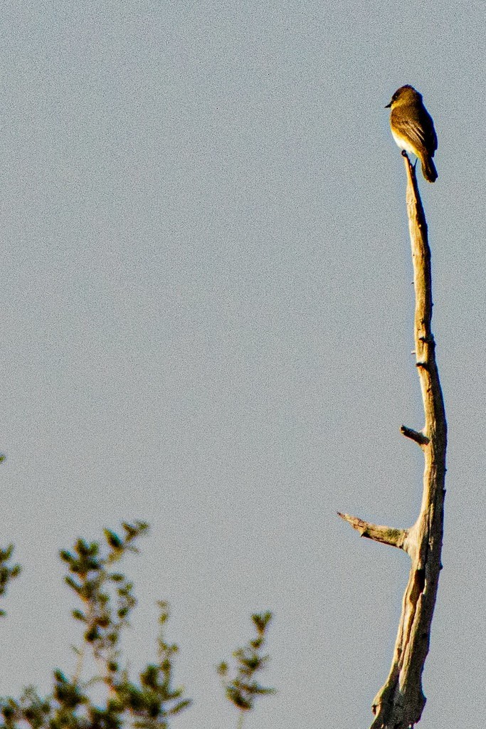 tyranovec domácí - ML647704065