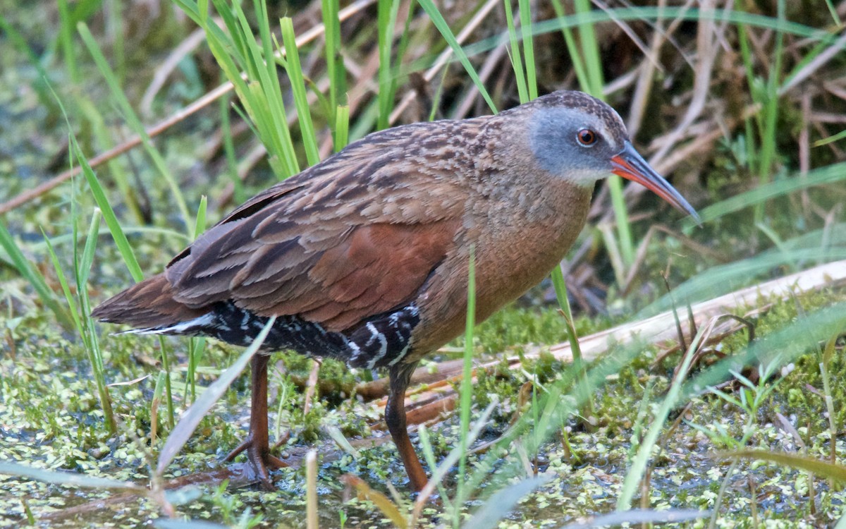 chřástal virginský - ML647704067