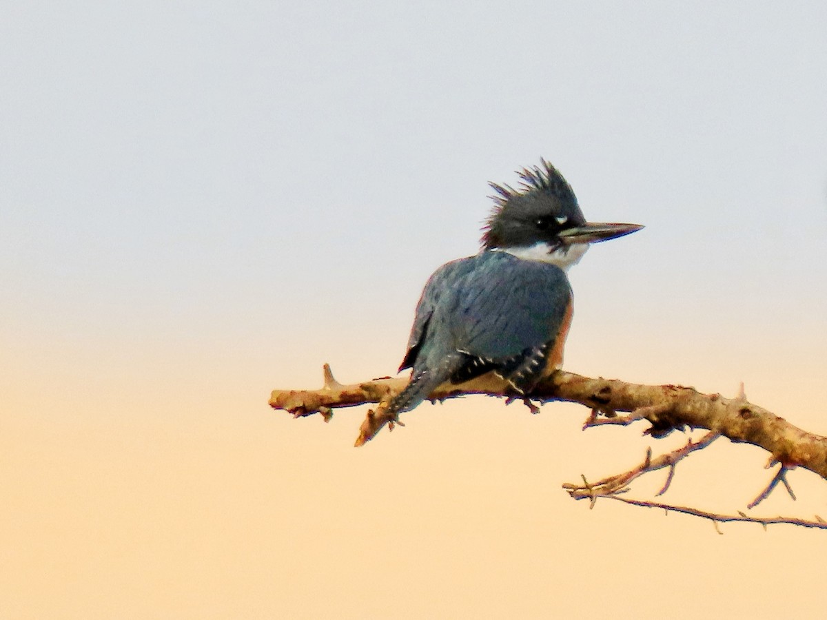 rybařík pruhoprsý - ML647704068