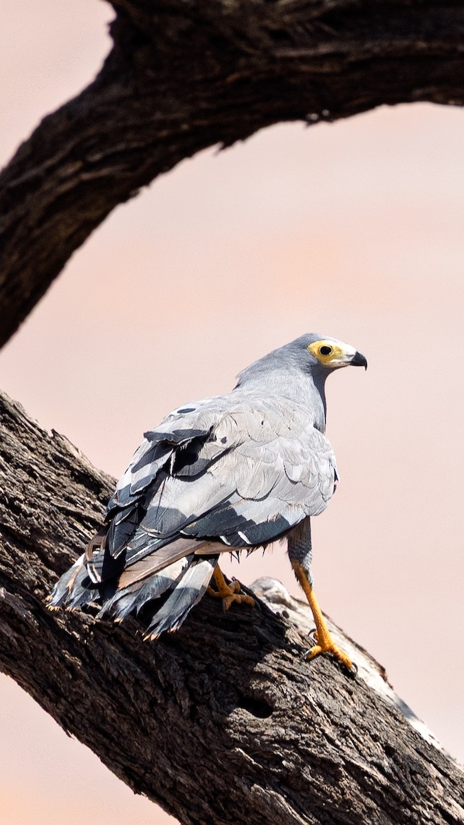 jestřábovec pochopovitý - ML647704069