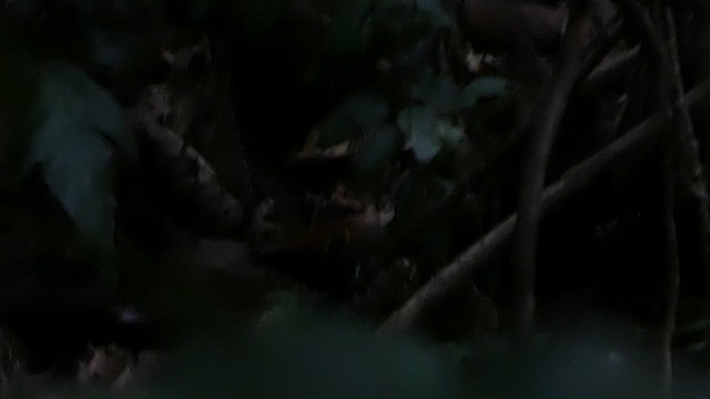 Cordillera Azul Antbird - ML647704071