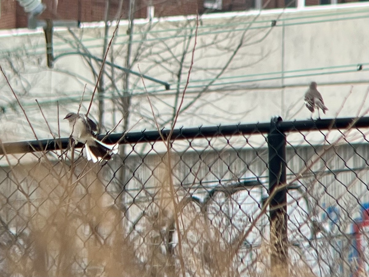 drozdec mnohohlasý - ML647704072