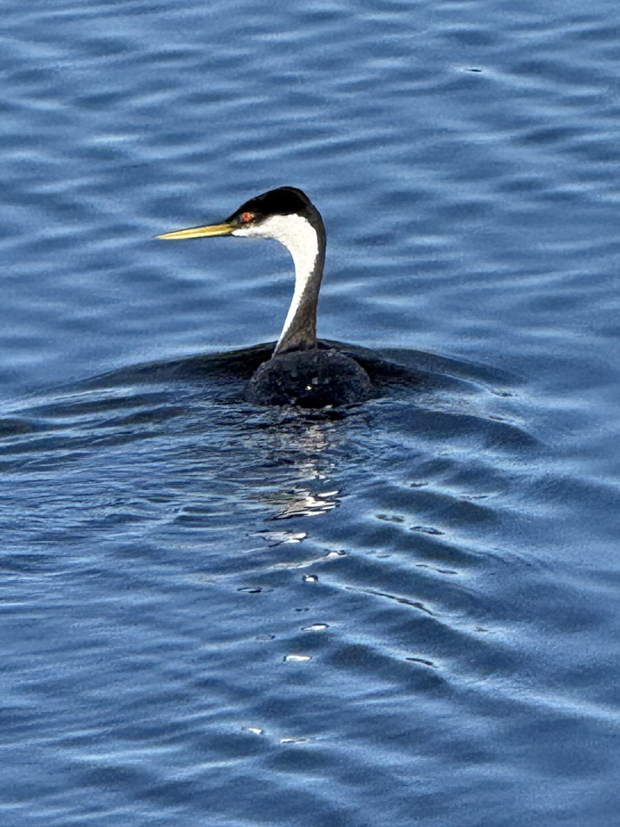 potápka západní - ML647704073