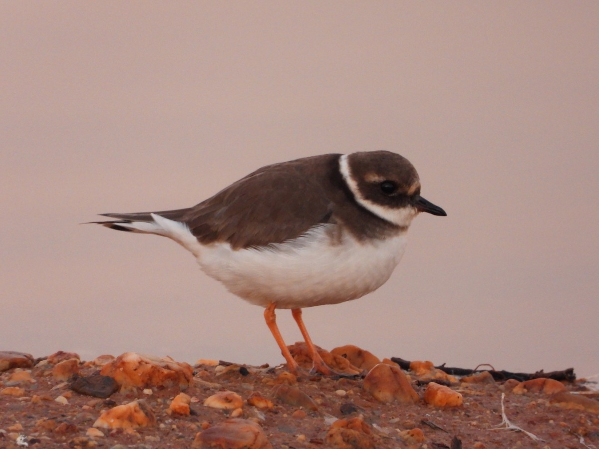 kulík písečný - ML647704076