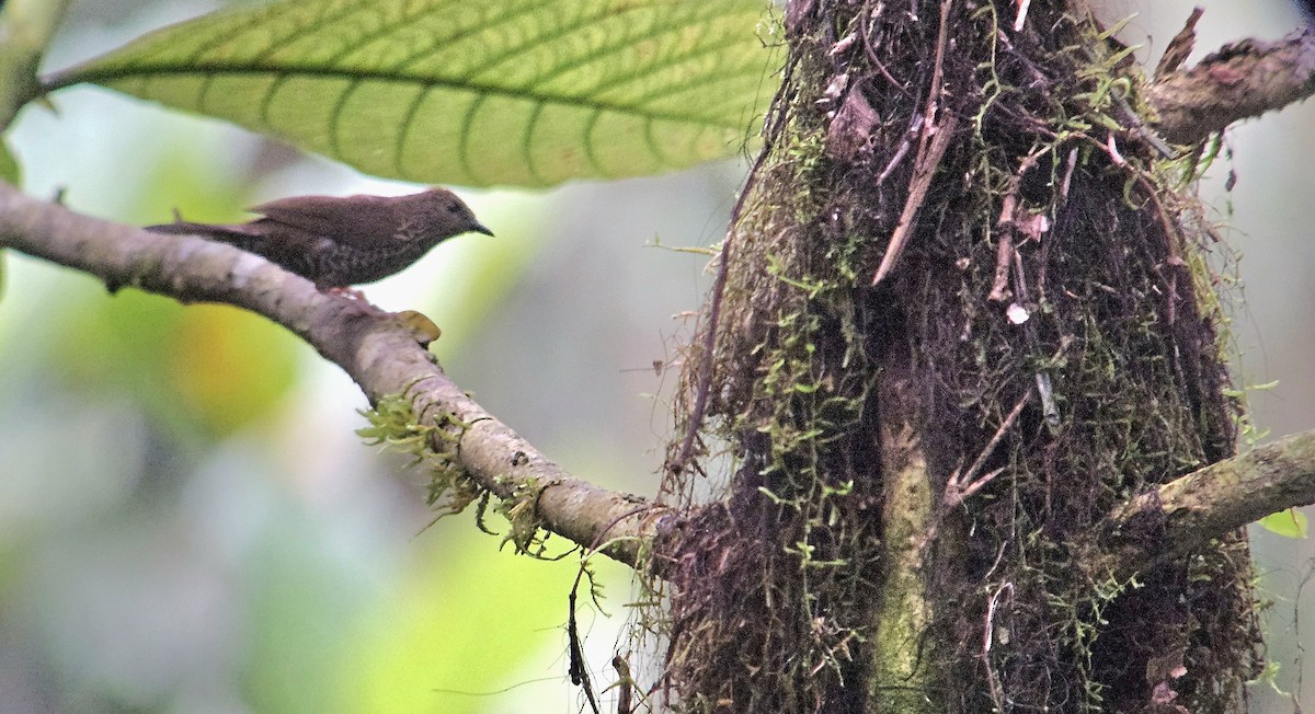 Red-fronted Antpecker - ML647704077